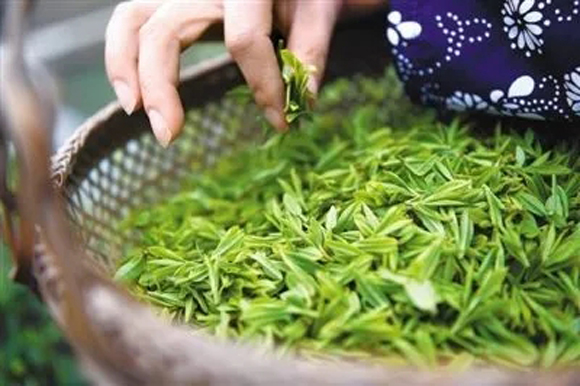 头春茶，头采茶，明前茶，雨前茶：一场早春大咖秀