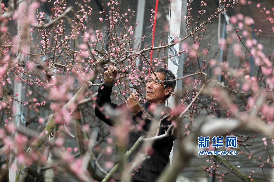 #（社会）（1）桃花朵朵开
