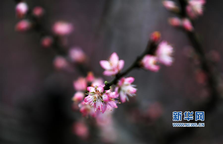 #（社会）（3）桃花朵朵开