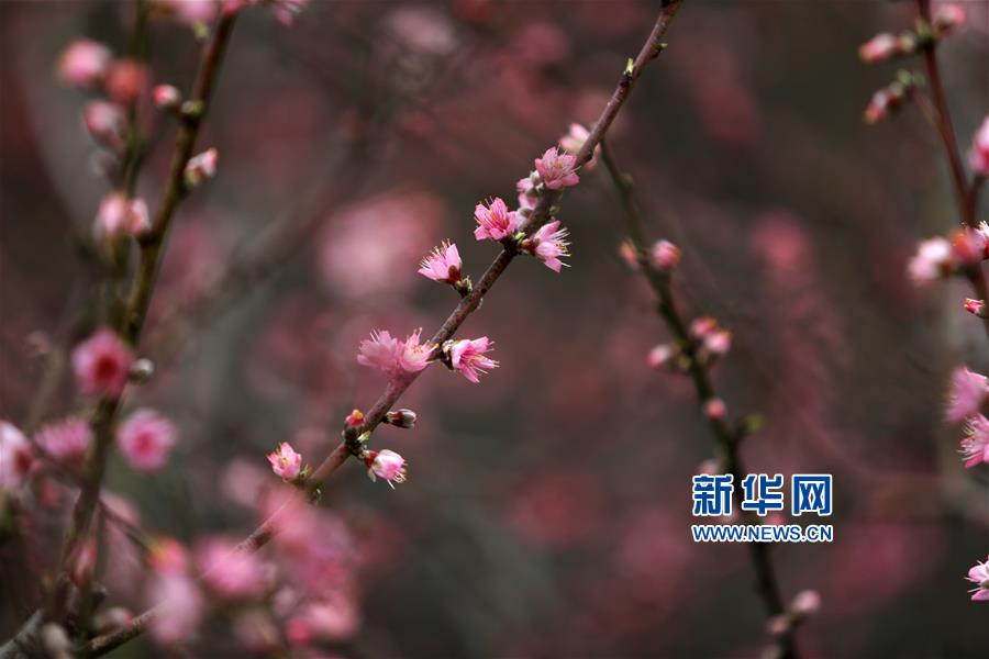 #（社会）（4）桃花朵朵开
